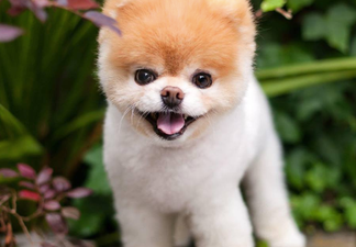 Boo, the ‘world’s cutest dog’, has tragically died from a broken heart