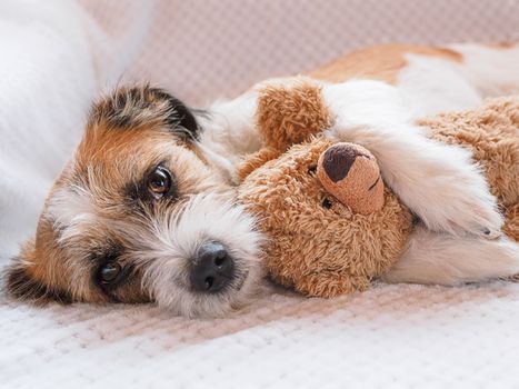 New animal study will investigate if dogs form a bond of attachment to their toys