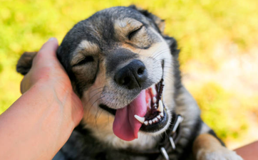 Aw! Loads of Irish people buy Valentine’s Day gifts for their dogs