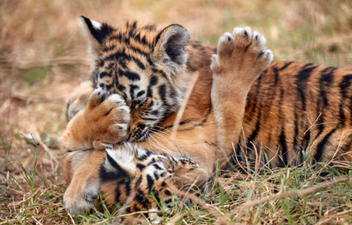 Two new tiger cubs have been born at Dublin Zoo and they are just the cutest