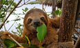 TripAdvisor’s top hotel has a sloth sanctuary and we’re just not able