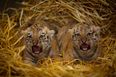 Dublin Zoo want YOU to name the two new baby cubs