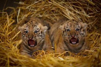 Dublin Zoo want YOU to name the two new baby cubs