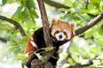 A red panda has gone missing from Belfast Zoo and is currently roaming the streets