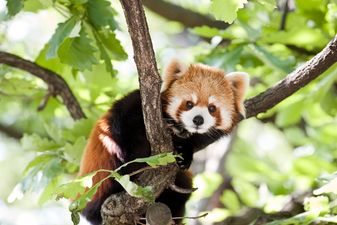 A red panda has gone missing from Belfast Zoo and is currently roaming the streets