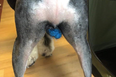 Important news: people are putting glitter on their dog’s ball sacks
