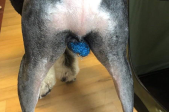 Important news: people are putting glitter on their dog’s ball sacks