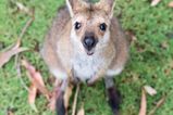 Video captures baby kangaroo in mum’s pouch and it’s not how you think it would look