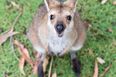 Video captures baby kangaroo in mum’s pouch and it’s not how you think it would look