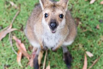 Video captures baby kangaroo in mum’s pouch and it’s not how you think it would look