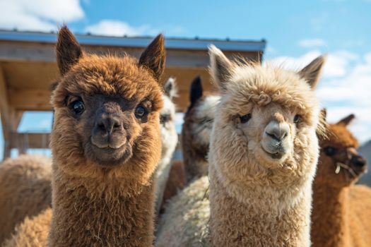 Therapy alpacas used to lift spirits of people with dementia in US care home