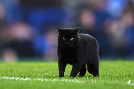 A black cat caused mayhem at an Everton game recently and we're roaring laughing at the video