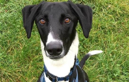 Hector has been named the UK's loneliest dog and we just want to squeeze him
