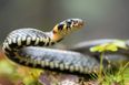 Your wish has been granted: An Aussie Zoo is letting you name a snake after an ex