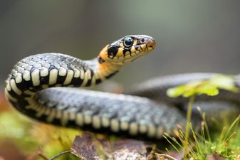Your wish has been granted: An Aussie Zoo is letting you name a snake after an ex