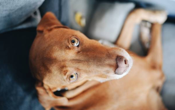 Dog owners warned to keep pets away from Xylitol, as one dog dies from its effects