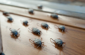 Insect decline could cause ‘plague of pests’ and ‘collapse of nature’, warns study