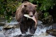 You can now name a salmon after your ex and watch it get eaten by bears