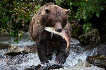 You can now name a salmon after your ex and watch it get eaten by bears