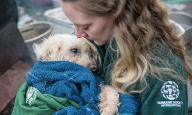 Hundreds of dogs have been rescued from a meat farm in South Korea