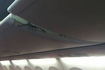 Spotted: huge scorpion crawling out of overhead locker on plane
