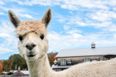 Alpaca named Ed Sheeran dies of shock following eye gouge attack