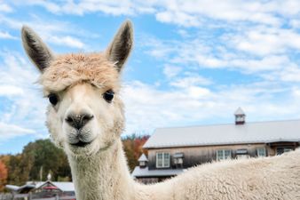 Alpaca named Ed Sheeran dies of shock following eye gouge attack