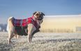 Protected pooch – Aldi is dropping the cutest range of DOG jackets from €13