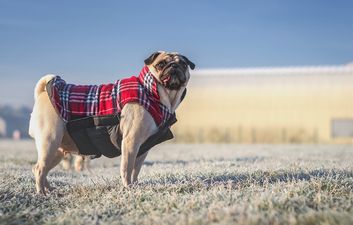 Protected pooch – Aldi is dropping the cutest range of DOG jackets from €13
