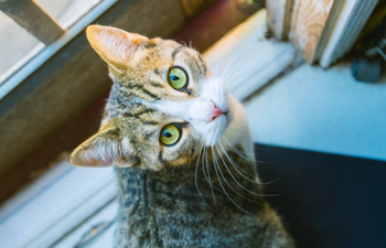 It turns out cats do recognise their names…and will ignore you just for the hell of it