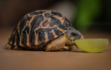 Baby tortoises as small as golfballs hatch in Chester Zoo