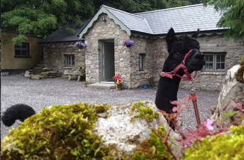 You can rent this alpaca farm in Laois and we’re going immediately