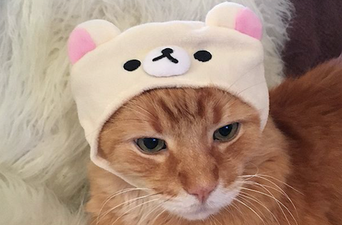 Urban Outfitters is selling €14 caps for your cat and would you just LOOK at them