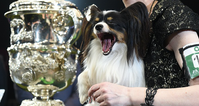 This precious fluff ball was just named best in show at Crufts