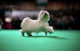 A comprehensive rundown of all the good boys spotted at Crufts 2019
