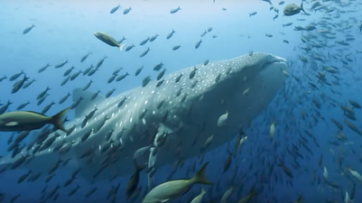 The new trailer for Blue Planet just dropped and we’re so excited to watch it