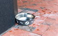 Deadly bacteria in dog bowls puts both animals and owners at risk