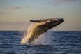 Commercial whaling has resumed in Japan after a 31 year ban on the practice