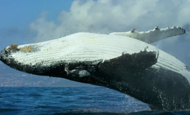 The latest trailer for David Attenborough’s new documentary is spectacular