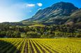 Mad about wine? Cape Town’s Wineland is top of our bucket list!