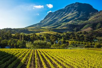 Mad about wine? Cape Town’s Wineland is top of our bucket list!