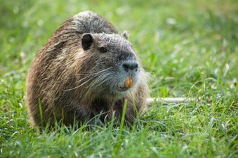 Dubliners warned about ‘large invasive rodent’ with bright orange teeth