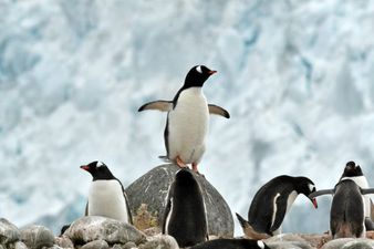 A rare albino penguin has stepped out at a zoo in Poland, much to the delight of many