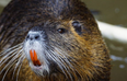 You know the ‘invasive’ coypu that was spotted on the Royal Canal? It wasn’t a coypu