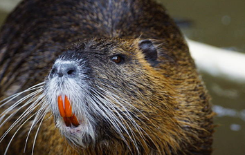 You know the ‘invasive’ coypu that was spotted on the Royal Canal? It wasn’t a coypu