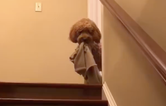 This dog won’t go to bed without a toy or blanket and the video is too darn CUTE