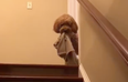 This dog won’t go to bed without a toy or blanket and the video is too darn CUTE