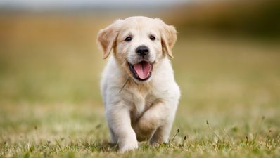 Want a puppy? The Irish Guide Dogs are looking for puppy raisers