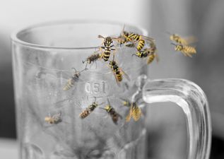 This simple trick will stop flies and wasps from coming into your house