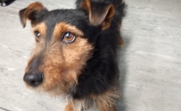 The dog that was found on an Irish Rail train today is still looking for its owner